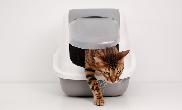 Smart Litter Boxes