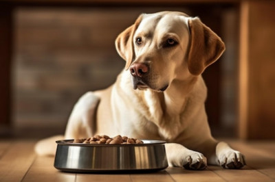 Revolutionizing Pet Care: Top Rated Pet Feeders in 2024